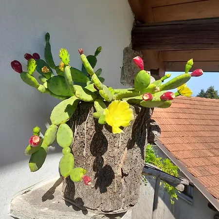 Nini Vakantiehuis Cannero Riviera