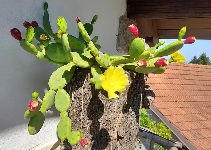 Nini 펜션 카네로 리비에라